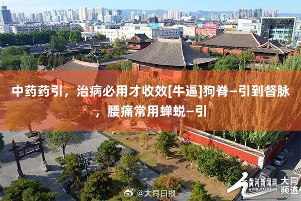 中药药引，治病必用才收效[牛逼]狗脊—引到督脉，腰痛常用蝉蜕—引